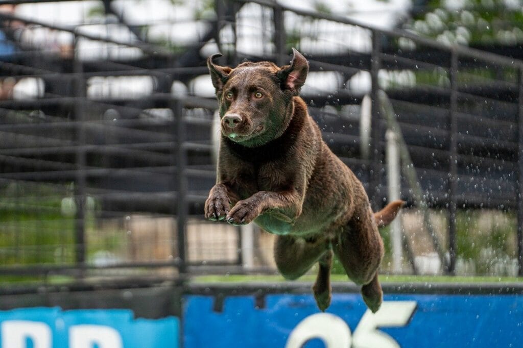dog diving, canine sports, dog competition, water dogs, dog jump, splash, dog in midair, sporting dogs, agility dogs, active dogs, pet competition, dog event, high jump dog, dog splash, outdoor dog event, athletic dogs, water sport, dog action shot, flying dog, pet photography, dog show, dog training, energetic dogs, dog leap